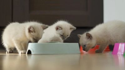 Лот: 11310760. Фото: 1. Котята сиамские. Кошки, котята