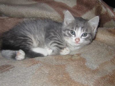 Лот: 1499861. Фото: 1. Отдам замечательную кошечку. Кошки, котята
