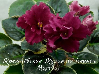 Лот: 5382845. Фото: 1. Фиалка сортовая Кремлевские куранты... Горшечные растения и комнатные цветы