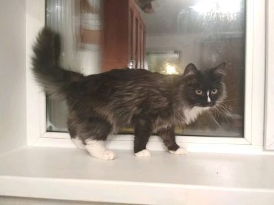 Лот: 12746492. Фото: 1. Кот полушотландец. Кошки, котята