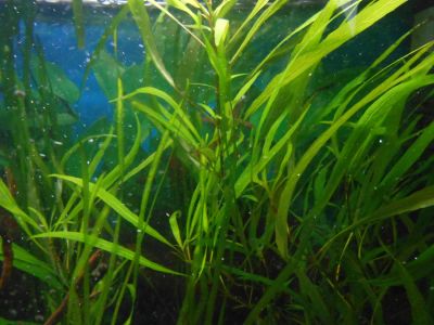 Лот: 5342025. Фото: 1. лимонник узколистный. Водные растения