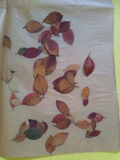 Лот: 16193435. Фото: 1. Гербарий для заливки в эпоксидную... Другое (ручная работа)