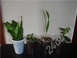Лот: 160685. Фото: 1. Внимание! Распродажа. Все по цене... Горшечные растения и комнатные цветы