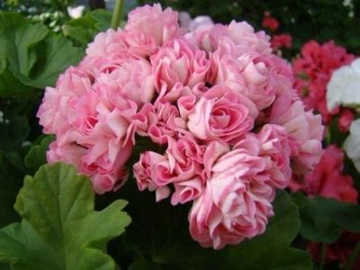 Лот: 12072747. Фото: 1. Australien Pink Rosebud пеларгония... Горшечные растения и комнатные цветы