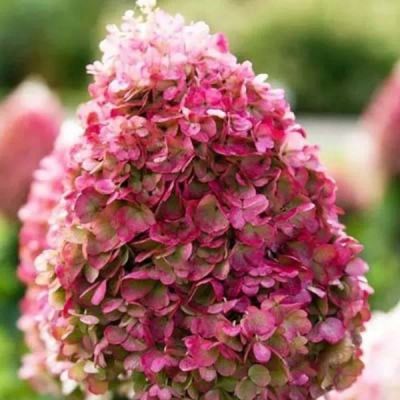 Лот: 21170548. Фото: 1. Гортензии садовые. Бронь на весну... Садовые цветы