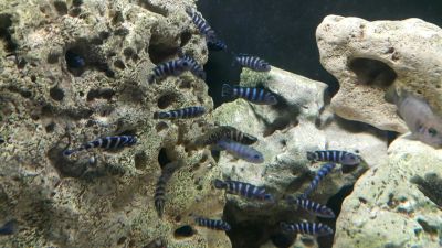 Лот: 7313993. Фото: 1. Псевдотрофеус Демасони (Pseudotropheus... Рыбки