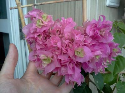 Лот: 5796305. Фото: 1. Бугенвиллея Double Pink взрослая... Горшечные растения и комнатные цветы