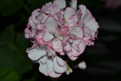 Лот: 3813957. Фото: 1. Сортовая зональная пеларгония... Горшечные растения и комнатные цветы