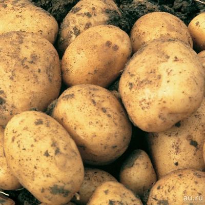 Лот: 14539053. Фото: 1. Картофель от производителя опт... Картофель