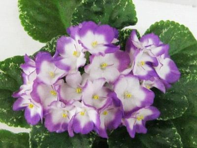 Лот: 6300764. Фото: 1. Лист сортовой фиалки Sugar Plum... Горшечные растения и комнатные цветы