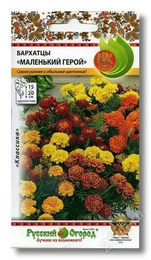 Лот: 2883929. Фото: 1. Бархатцы "Маленький герой" рассада. Другое (семена, рассада, садовые растения)