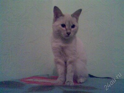 Лот: 318659. Фото: 1. Очень срочно отдам в хорошие руки... Остальные животные