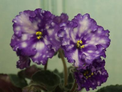 Лот: 4988268. Фото: 1. Фиалка Storm’s Eye, лист. Горшечные растения и комнатные цветы