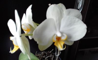 Лот: 13971461. Фото: 1. Орхидея. Цветёт в настоящее время... Горшечные растения и комнатные цветы