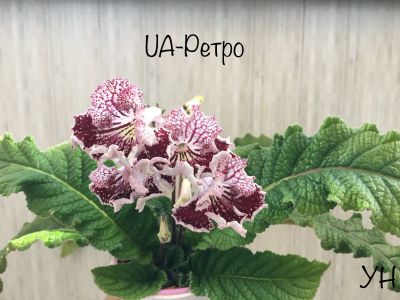 Лот: 13347353. Фото: 1. Стрептокарпус UA-Ретро (стартер... Горшечные растения и комнатные цветы