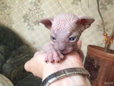 Лот: 8005183. Фото: 1. Предлагается в резерв супер кот... Кошки, котята