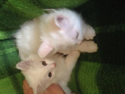 Лот: 4416701. Фото: 1. Отдам красивых котят в хорошие... Кошки, котята