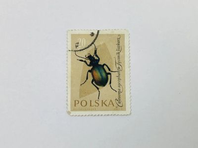 Лот: 23964376. Фото: 1. Насекомые. Красотел пахучий. Фауна... Марки