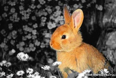 Лот: 428318. Фото: 1. Отдам кроликов в хорошие руки!. Остальные животные