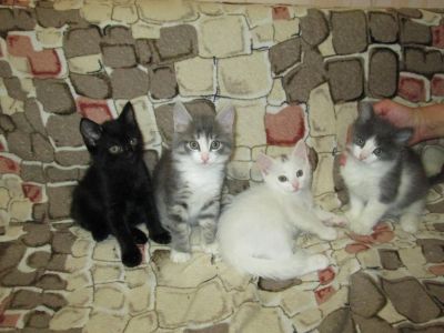 Лот: 4180763. Фото: 1. Антидепрессанты. Кошки, котята