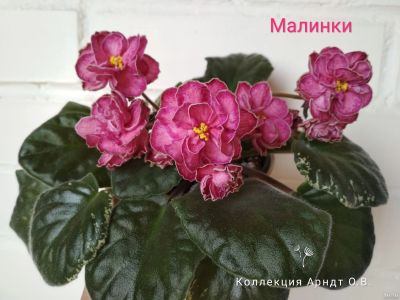 Лот: 11771303. Фото: 1. Фиалка Малинки (Морев), лист. Горшечные растения и комнатные цветы