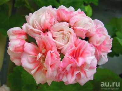 Лот: 14794224. Фото: 1. Пеларгония Denise. Горшечные растения и комнатные цветы