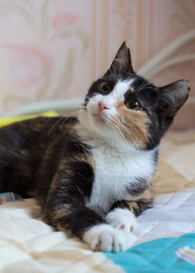 Лот: 19623990. Фото: 1. Котенок кошка. Кошки, котята