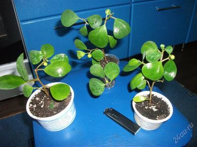 Лот: 2793615. Фото: 1. Фикус дельтовидный Ficus deltoidea... Горшечные растения и комнатные цветы