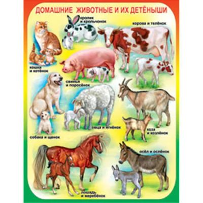 Лот: 8018070. Фото: 1. Новый большой плакат "Домашние... Развивающие