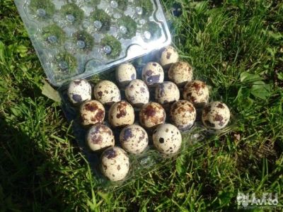 Лот: 8498966. Фото: 1. Домашние перепелиные яйца. Мясо, птица, яйцо