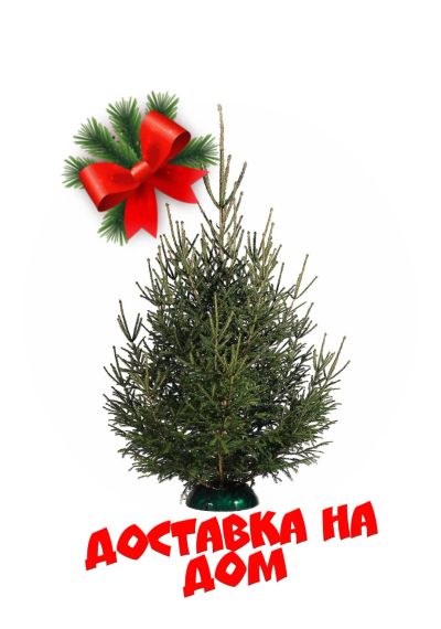Лот: 15138665. Фото: 1. Живая Елка🌲. Ёлки новогодние