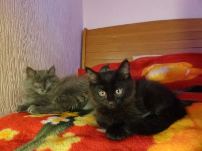 Лот: 3404828. Фото: 1. Сибирский котенок в хорошие руки. Кошки, котята