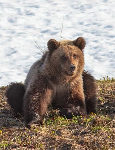 Лот: 21339396. Фото: 1. Шкуру не убитого медведя. Чучела животных, рога, шкуры