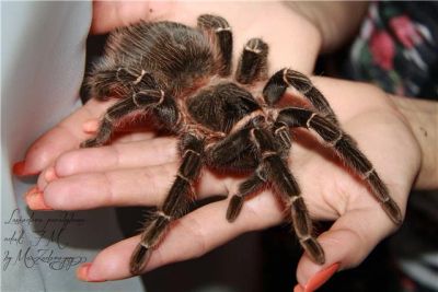 Лот: 6886712. Фото: 1. Паук птицеед Lasiodora parahybana... Остальные животные