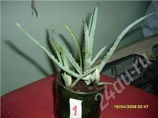 Лот: 45749. Фото: 1. Алоэ древовидный или столетник... Красноярск