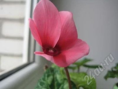 Лот: 544481. Фото: 1. Цикламен крупноцветковый розовый. Горшечные растения и комнатные цветы