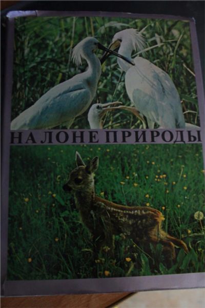 Лот: 9893340. Фото: 1. На лоне природы. Борис Георгиев. Другое (искусство, культура)