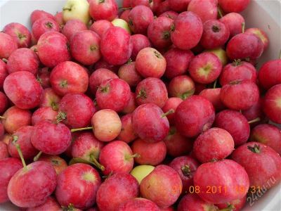 Лот: 2028232. Фото: 1. ранетка очень вкусная!12литр-150руб... Овощи, фрукты, зелень