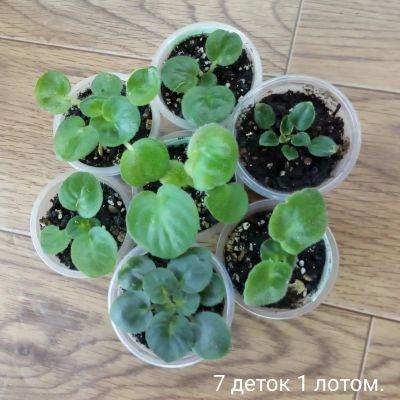Лот: 13978542. Фото: 1. Фиалка сортовая 7 деток 1 лотом... Горшечные растения и комнатные цветы
