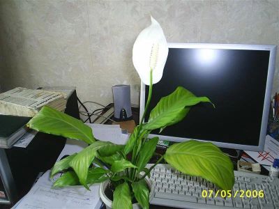 Лот: 624931. Фото: 1. Спатифиллум. Горшечные растения и комнатные цветы