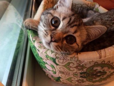 Лот: 7616628. Фото: 1. Девочка шотландская прямоухая... Кошки, котята