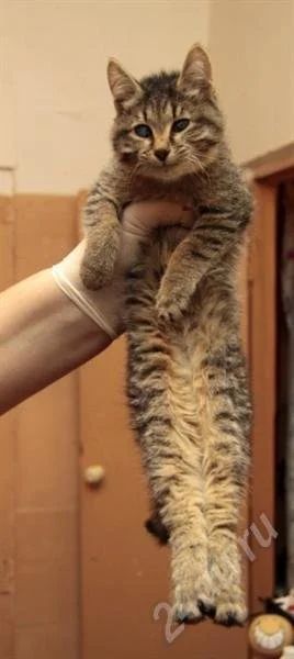 Лот: 667336. Фото: 1. Слепая кошечка ищет надежного... Остальные животные