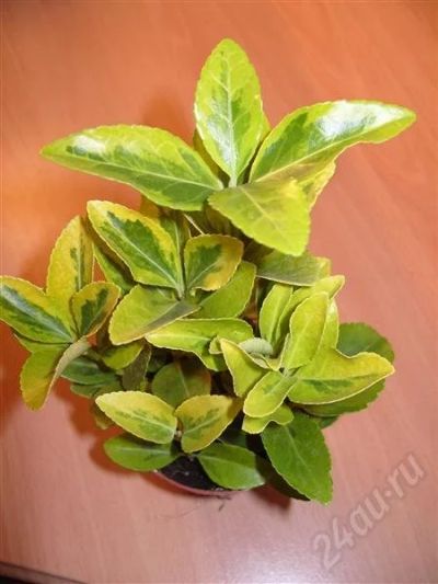 Лот: 338314. Фото: 1. Бересклет. Горшечные растения и комнатные цветы