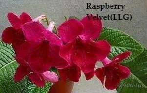 Лот: 2484754. Фото: 1. Стрептокарпус Raspberry Velvet... Горшечные растения и комнатные цветы