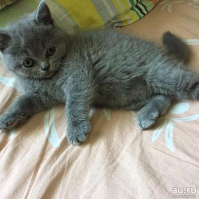 Лот: 13986555. Фото: 1. Британка 1.5 месяца. Кошки, котята