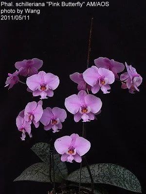Лот: 11714855. Фото: 1. Орхидея Phal.schilleriana "Pink... Горшечные растения и комнатные цветы