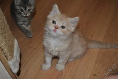 Лот: 2836870. Фото: 1. британцы. Кошки, котята