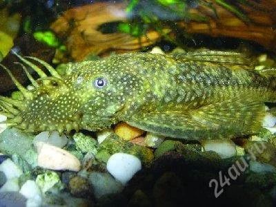 Лот: 1110504. Фото: 1. анциструсы-подростки. Рыбки