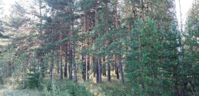 Лот: 17162679. Фото: 1. Участок. Земельные участки