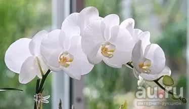Лот: 8707820. Фото: 1. орхидея фаленопсис (белая) детка. Горшечные растения и комнатные цветы